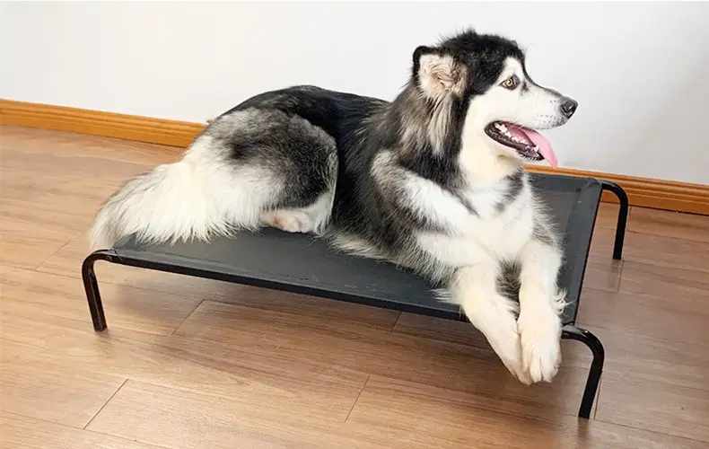 Heavy Duty Steel-Framed Cot-style Portable Original Elevated Dog Cot Bed - 35/43/49 Inches Large Raised Pet Bed